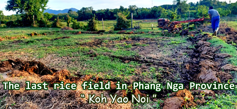 Koh Yao Noi Rice Farming.