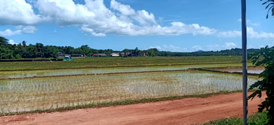 Rice Field.