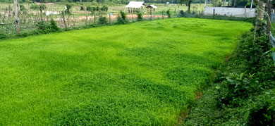 Rice seedlings.