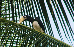 Hornbill bird.