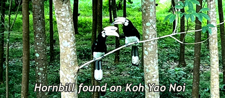 Hornbill Bird
