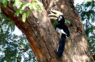 Hornbill